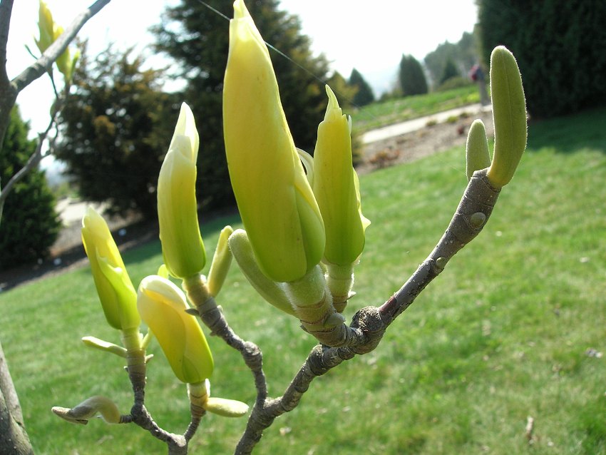 Martin F. 3.A  - magnoliove banany