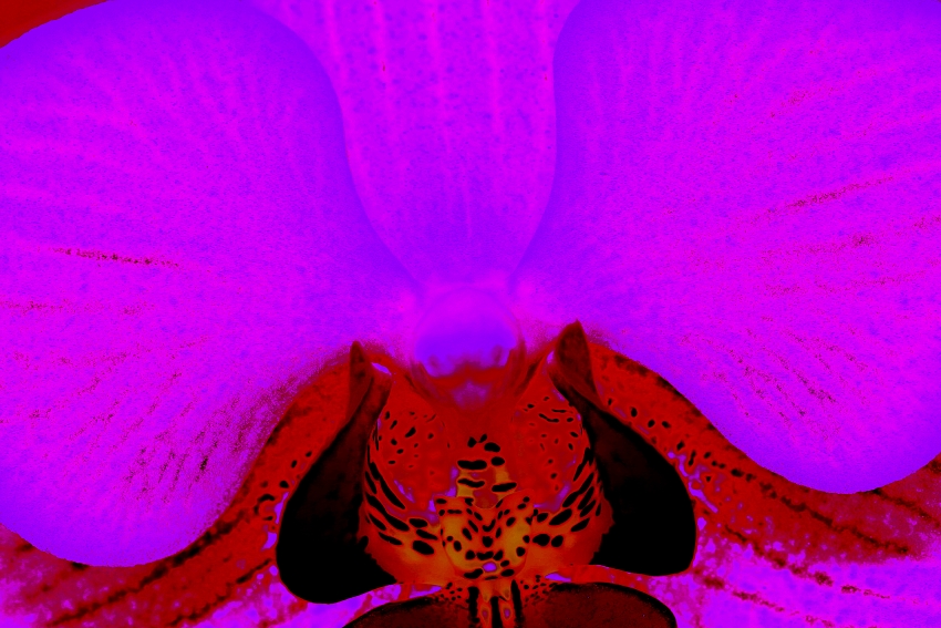 orchidej Jedlicka 5