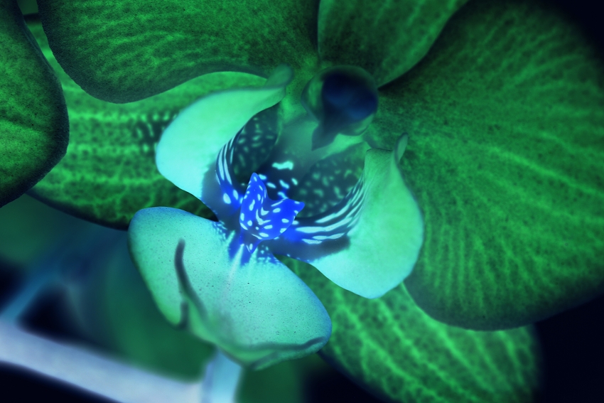 viki hornakova  orchidej 2