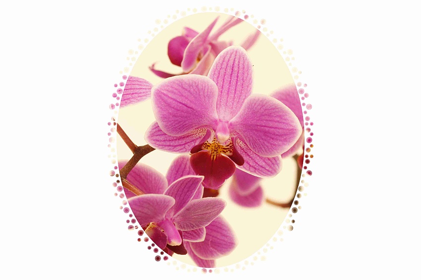 orchidej novotná