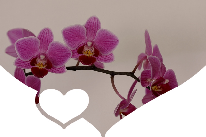 orchidej srejberova 1