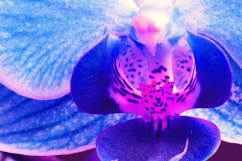 orchidej upravena 3