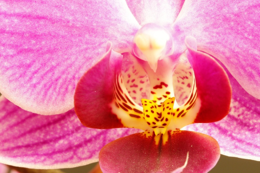 orchidej upravena 4