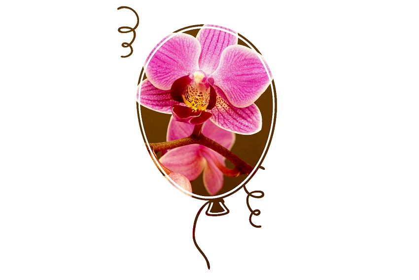 vagnerova orchidej