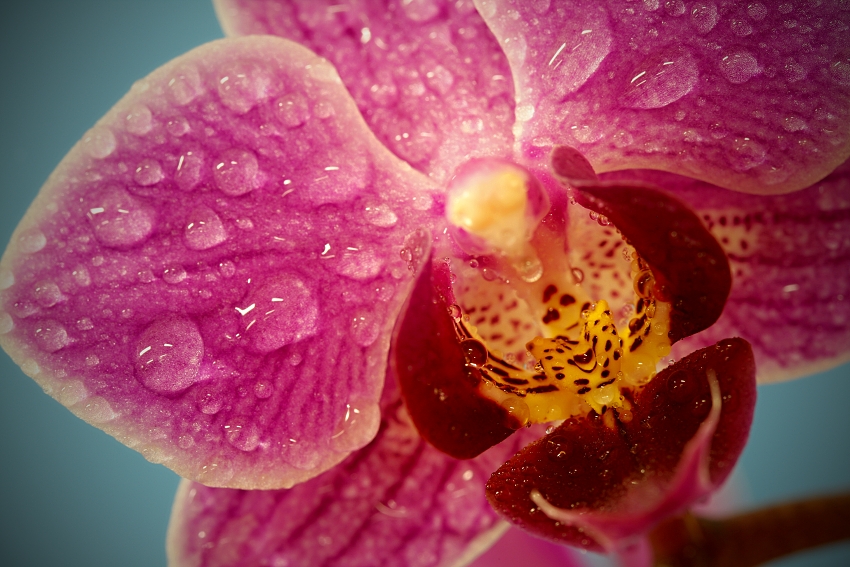 vagnerova orchidej 2