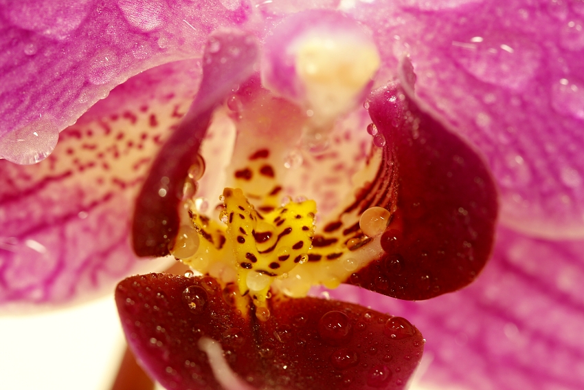 klapste orchidej 1