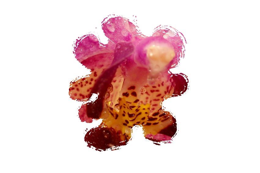 homolka-orchidej-2