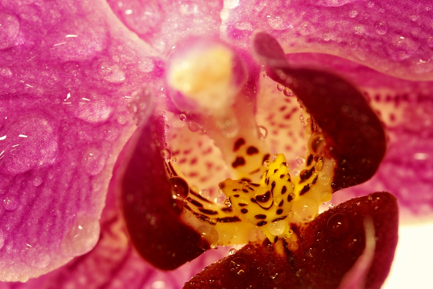 drtinova orchidej2