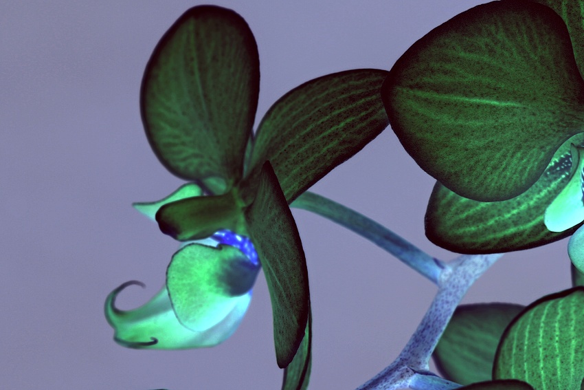 gregorova orchidej 9