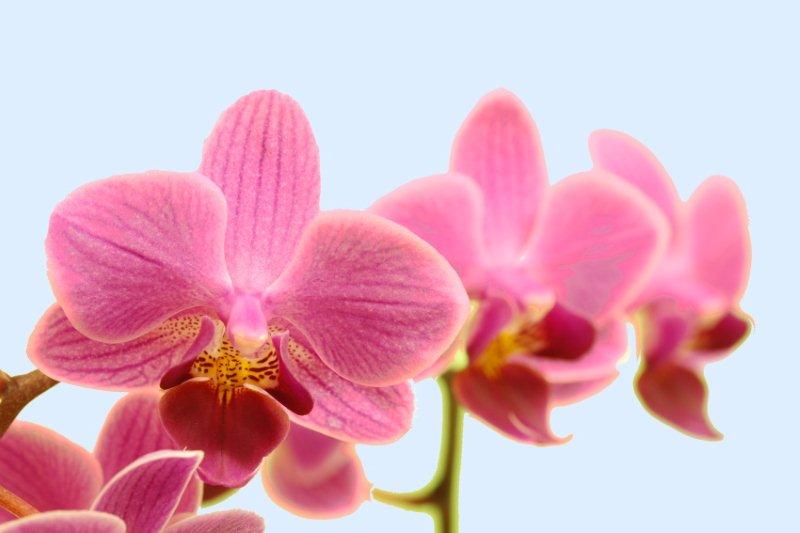 pudilova - Veronika- orchidej