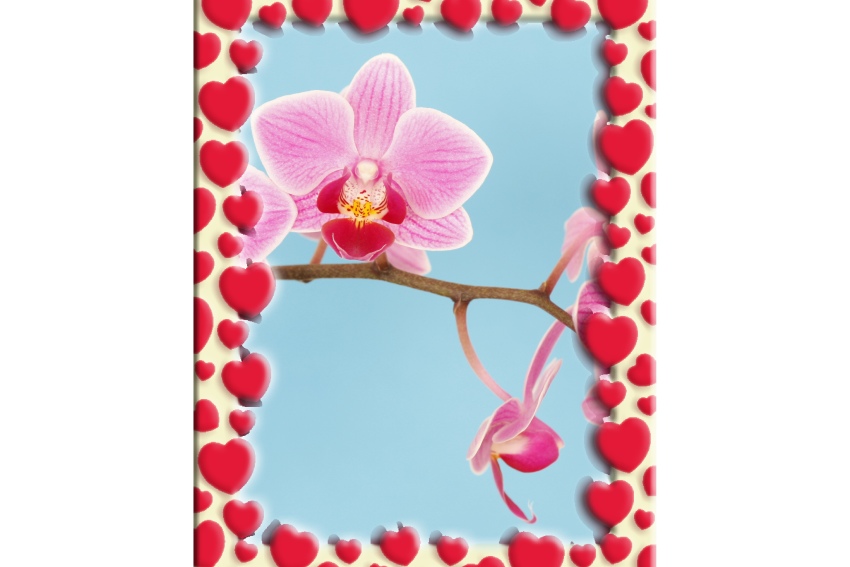 srejberova orchidej