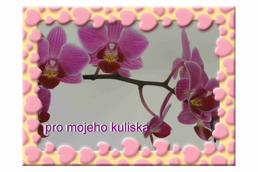 srejbrova orchidej