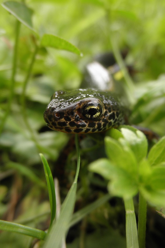 Jonáš G. tercie Čolek horský (Triturus alpestris)