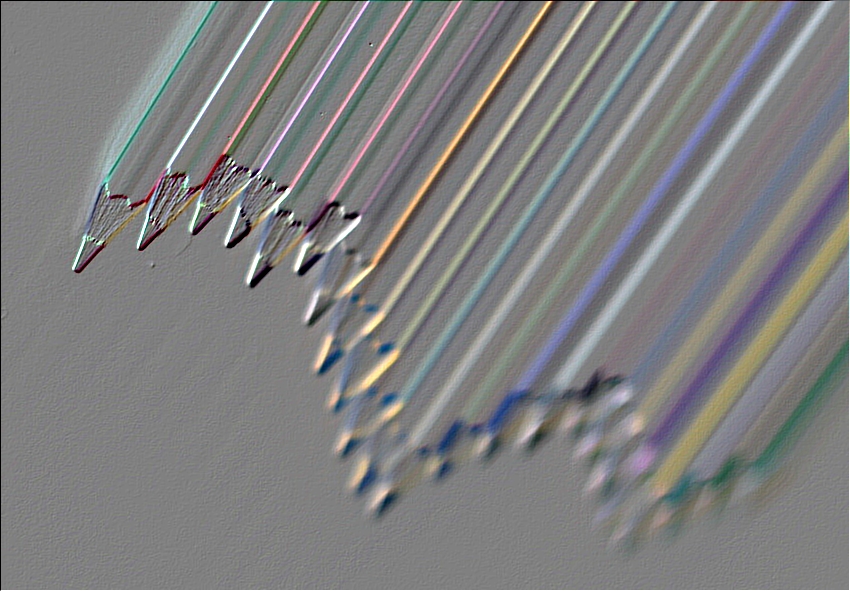davidova pastelky 13