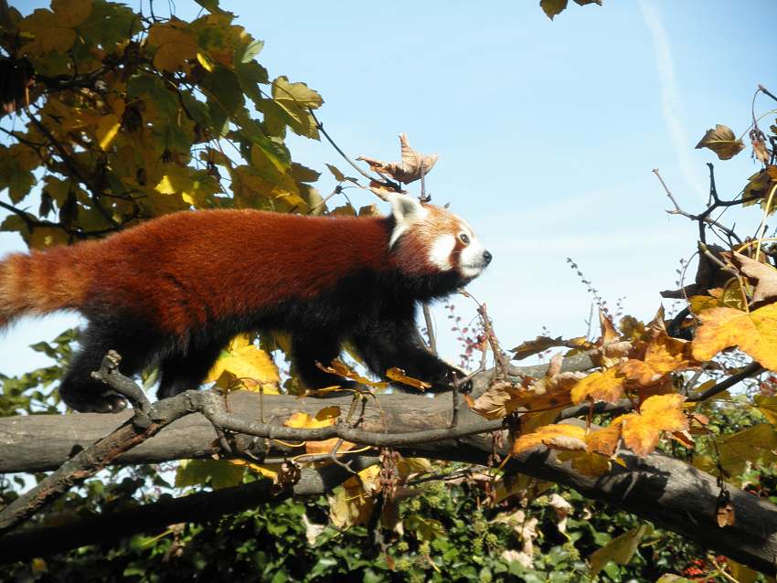 Panda na slunicku_Josef_B. 5B