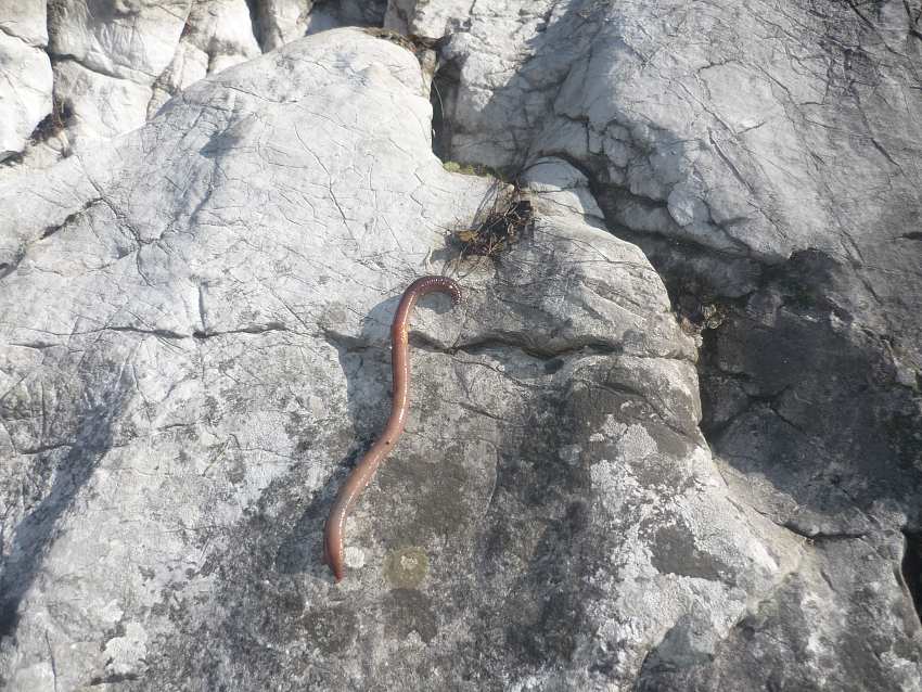 Simon_V. LUMBRICUS_TERRESTRIS