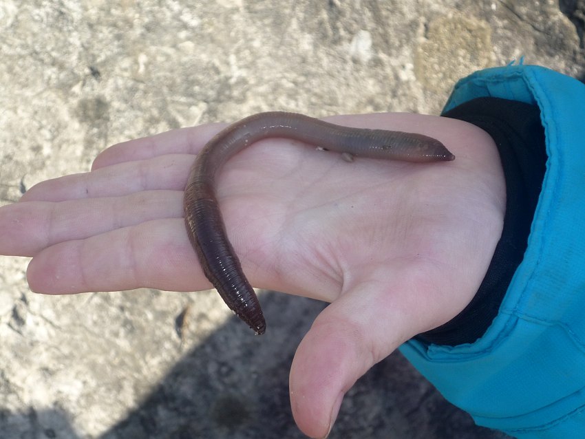 Simon_V. LUMBRICUS_TERRESTRIS 1