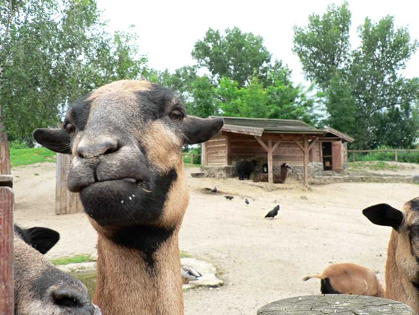 Klara_K. 3.A Koza