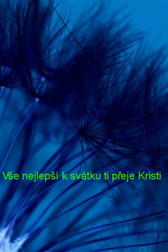 Matouskova pampeliska 4