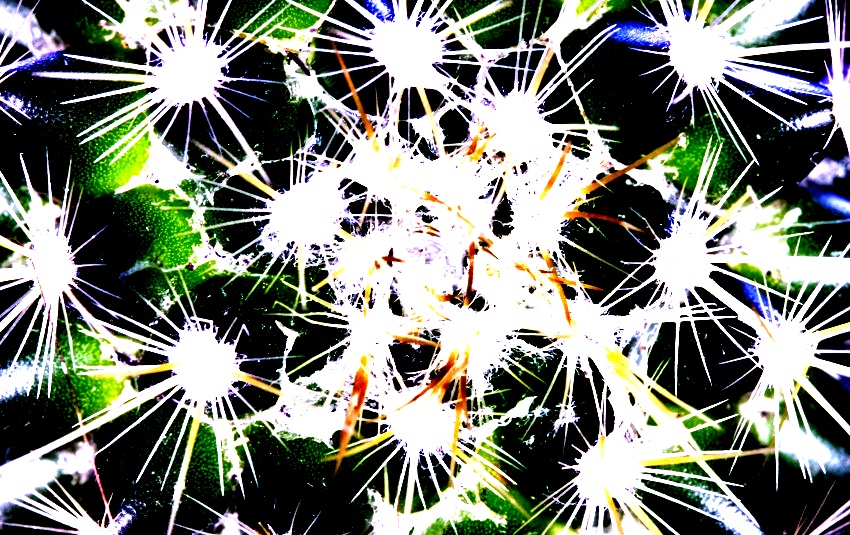 ruda cactus 4