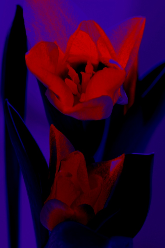adéla m tulipan 3