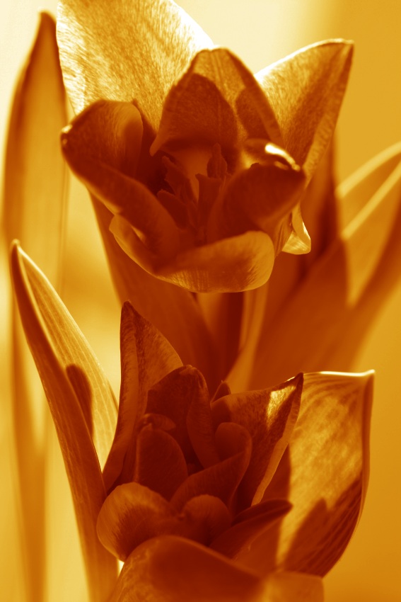 adelka m tulipan 4