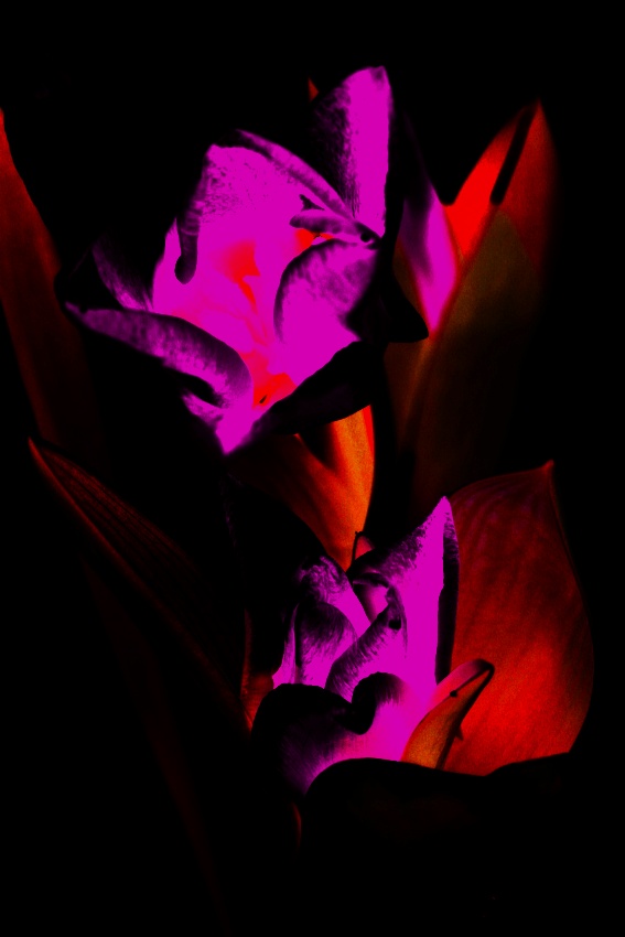 Filip H talipan 3