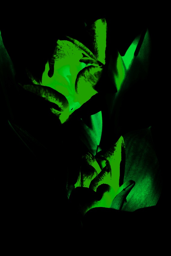 Filip H talipan 4