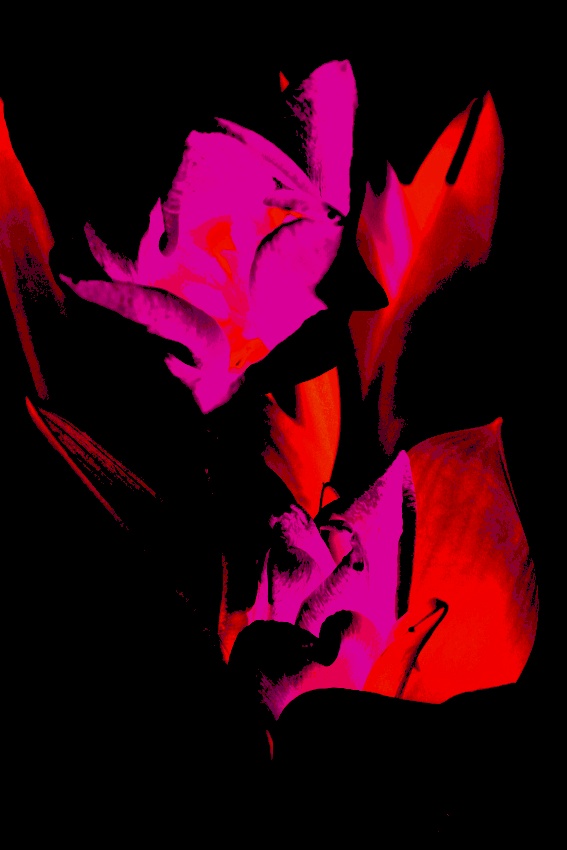 Filip H talipan 6
