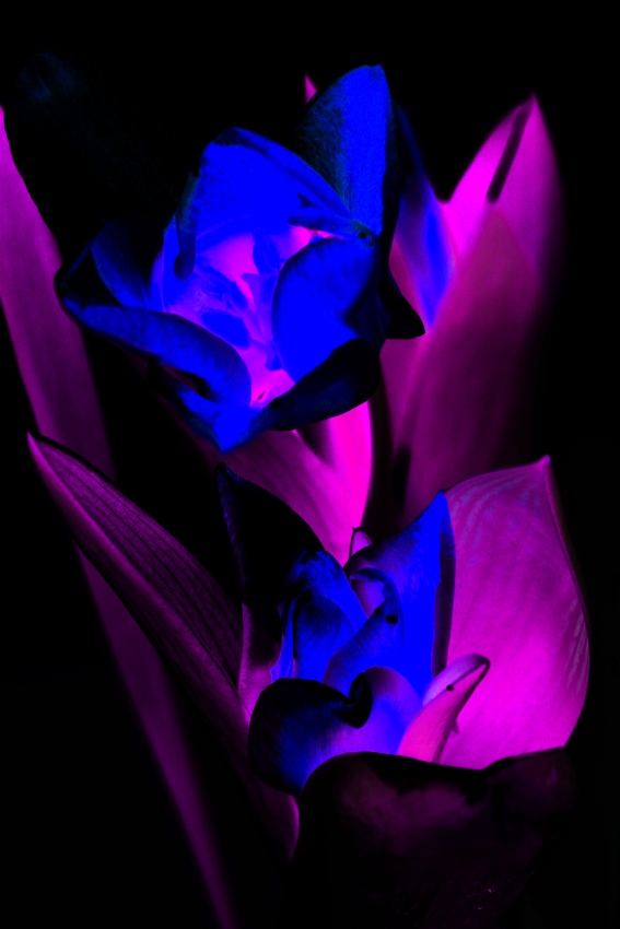Filip H tulipan 1