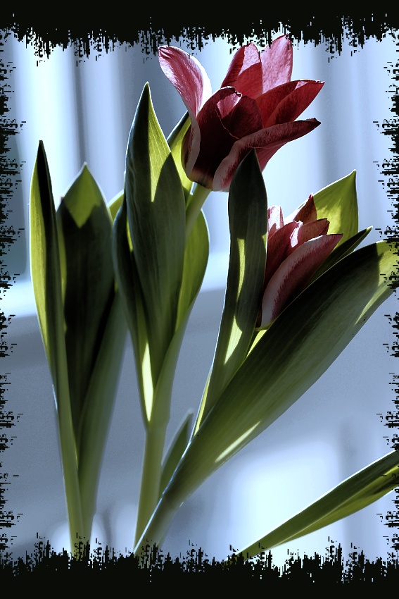 Julda - Tulipán 3