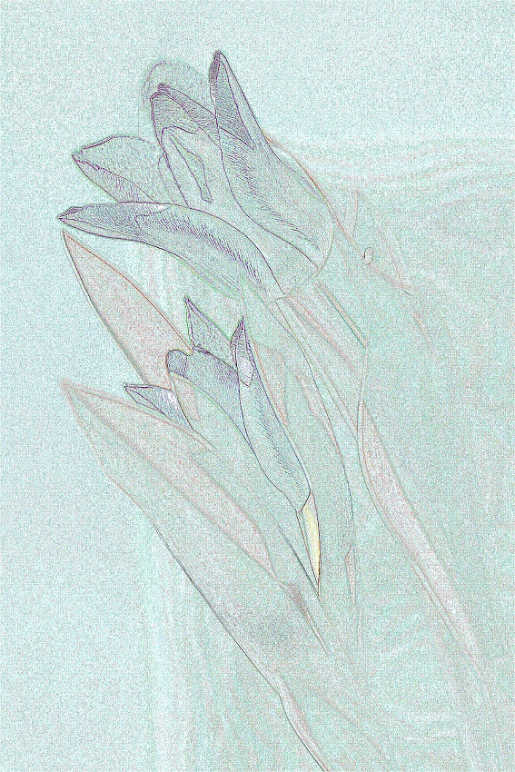 julie tulipan 4