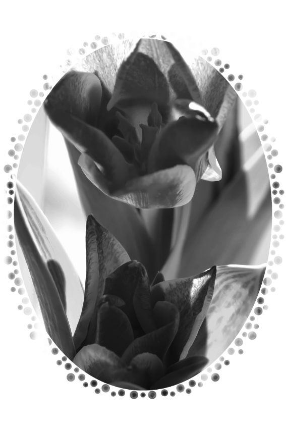 mia tulipán 2