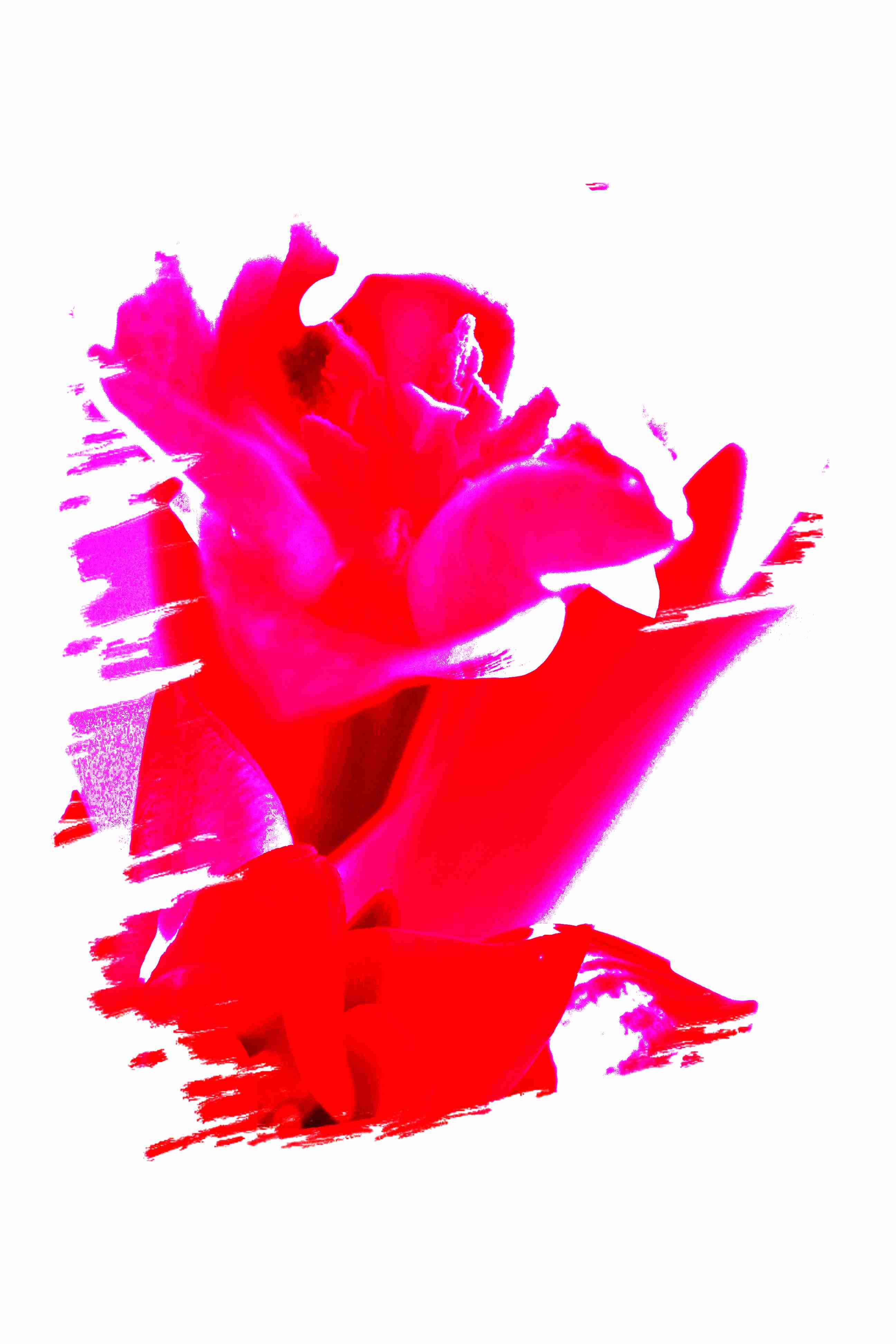 mia tulipán 6