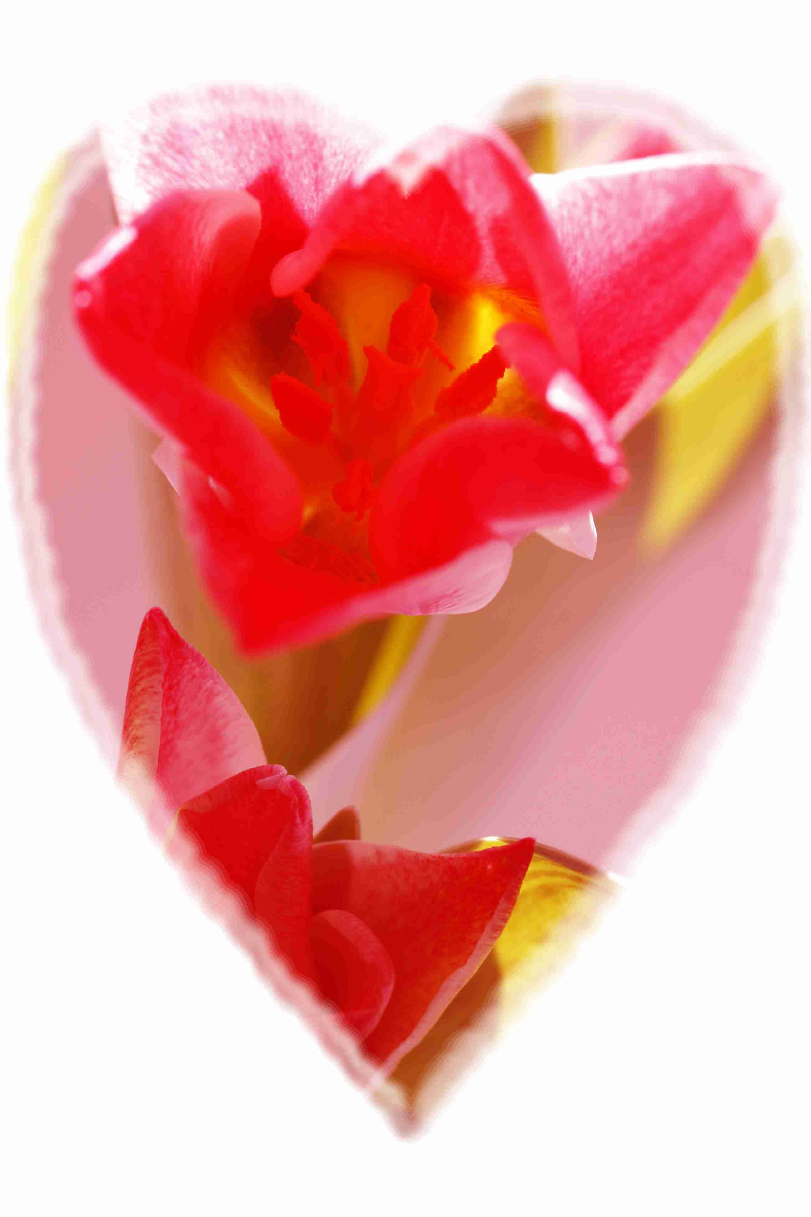 mia tulipán 7