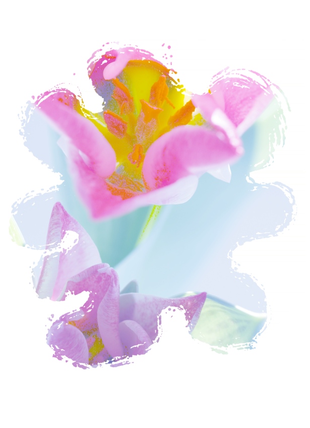 mia tulipán 9