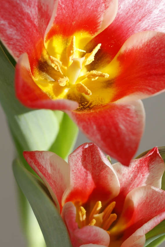 Vanesa tulipán 1