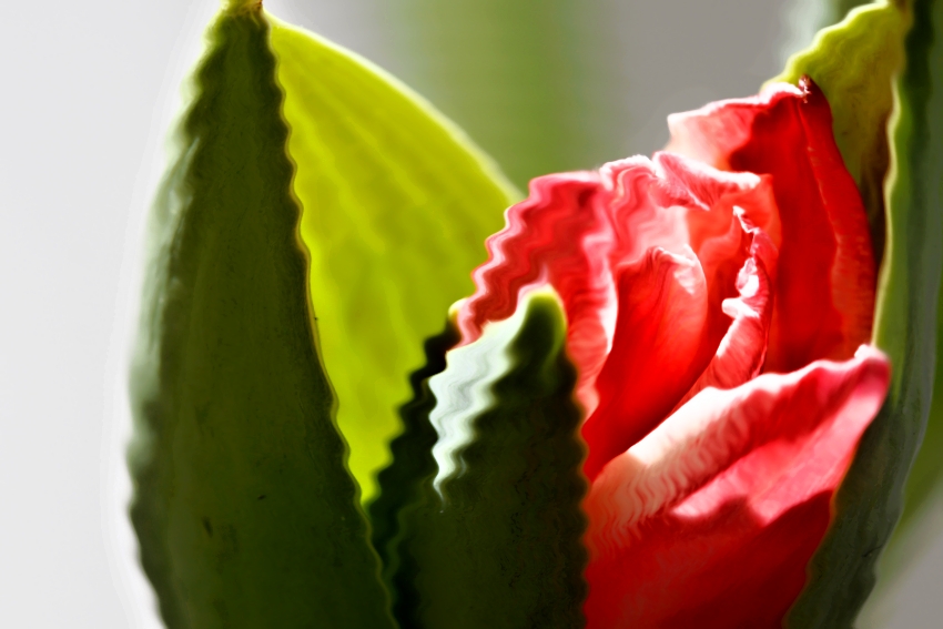 Vanesa tulipán 13