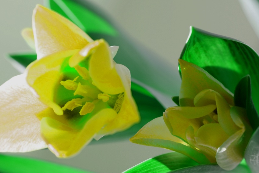 tulipan oliver3