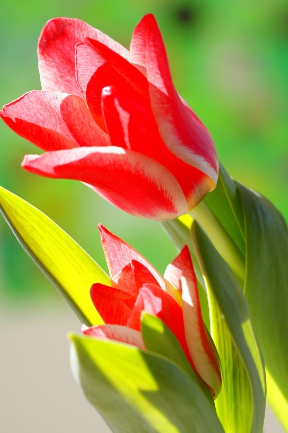 tobias tulipan 1