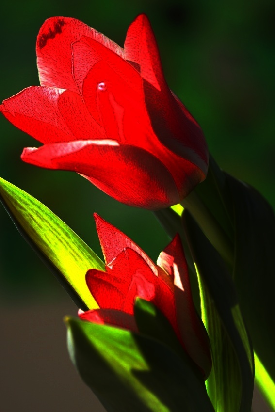 tobias tulipan 6