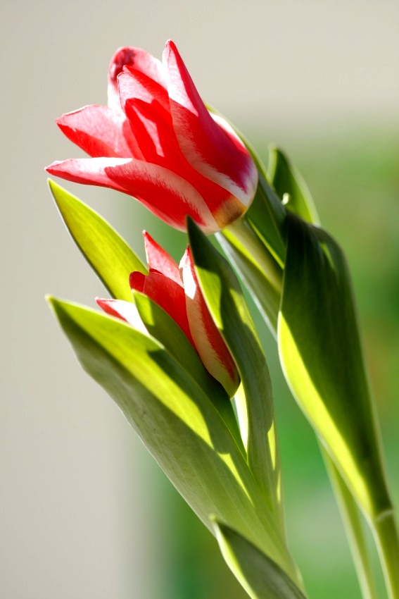 šimon f tulipan 1