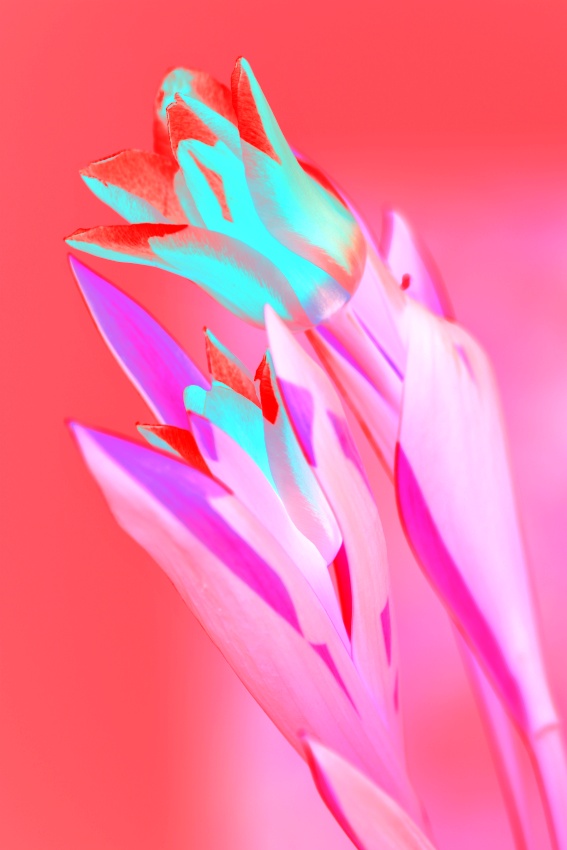šimon f tulipan 3