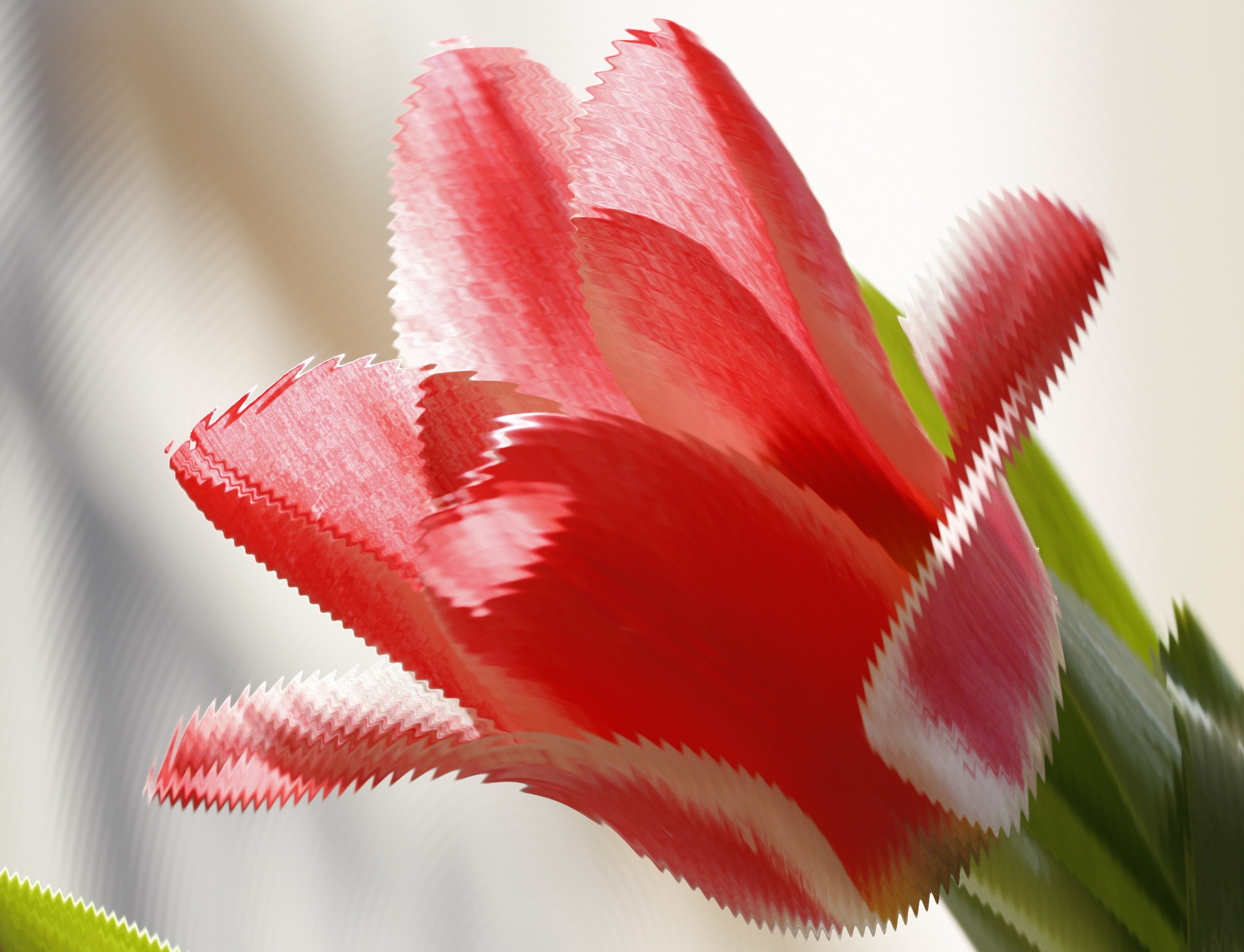 sára tulipán6
