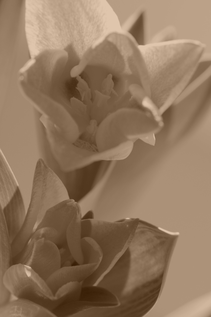 Marek tulipán 4