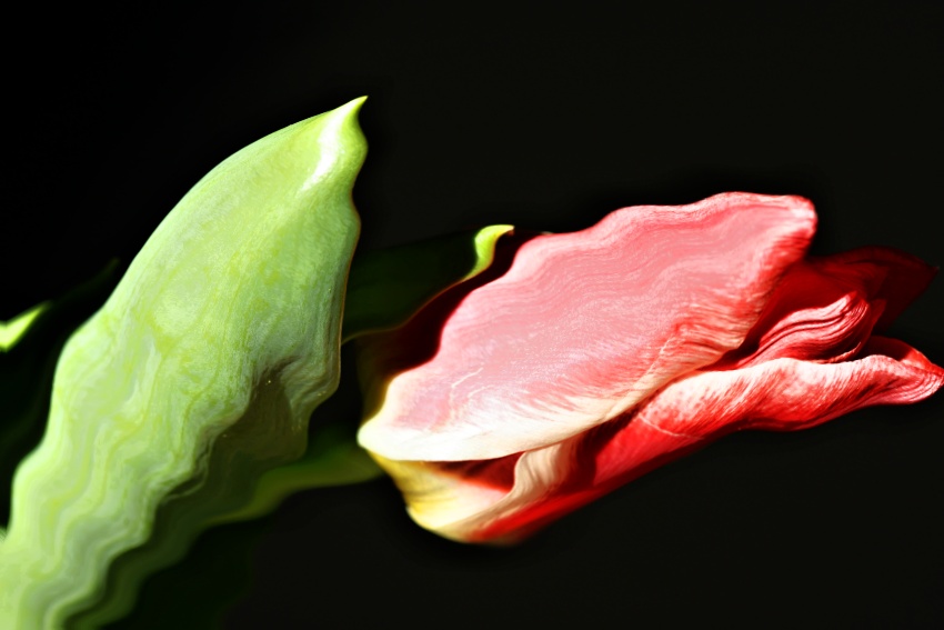 Kája-tulipány3
