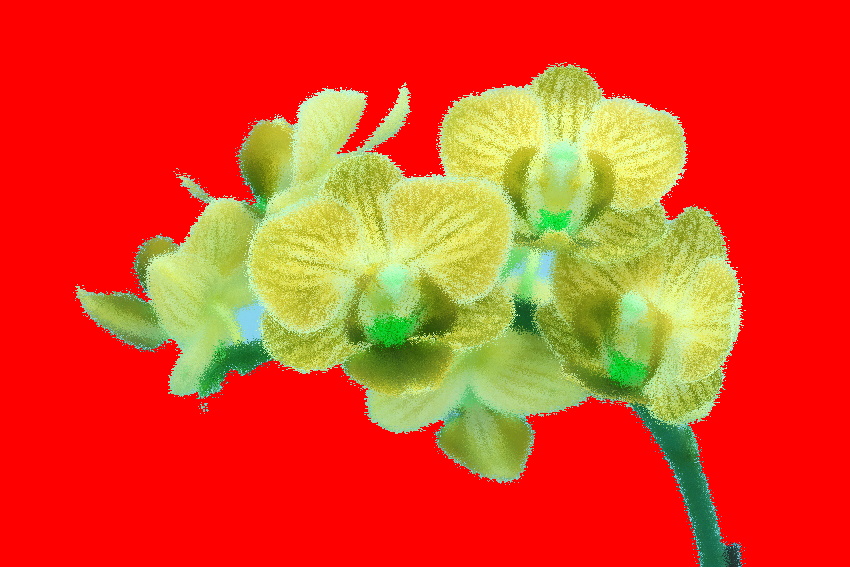 agi orchidei 3