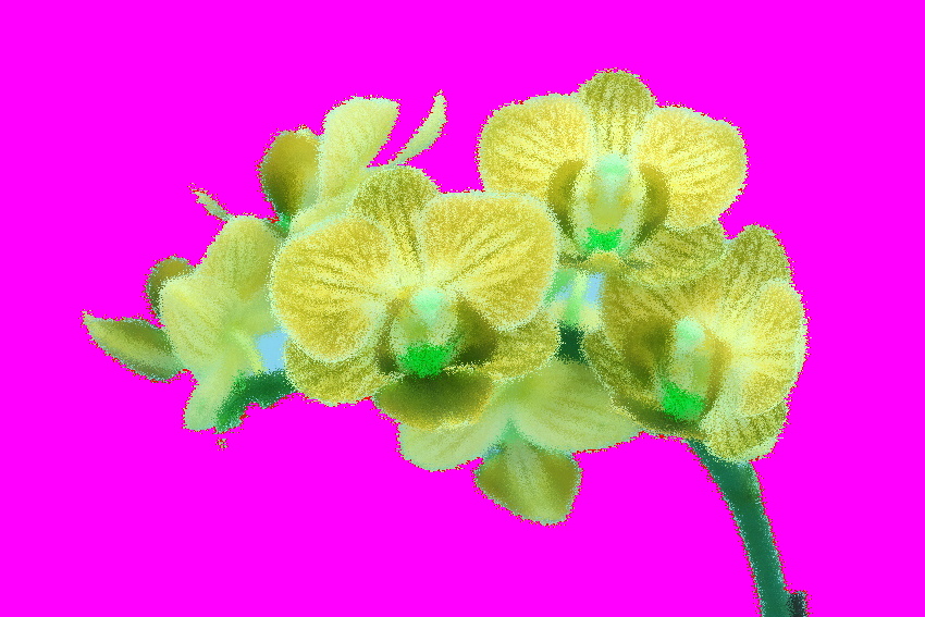 agi orchidei 4