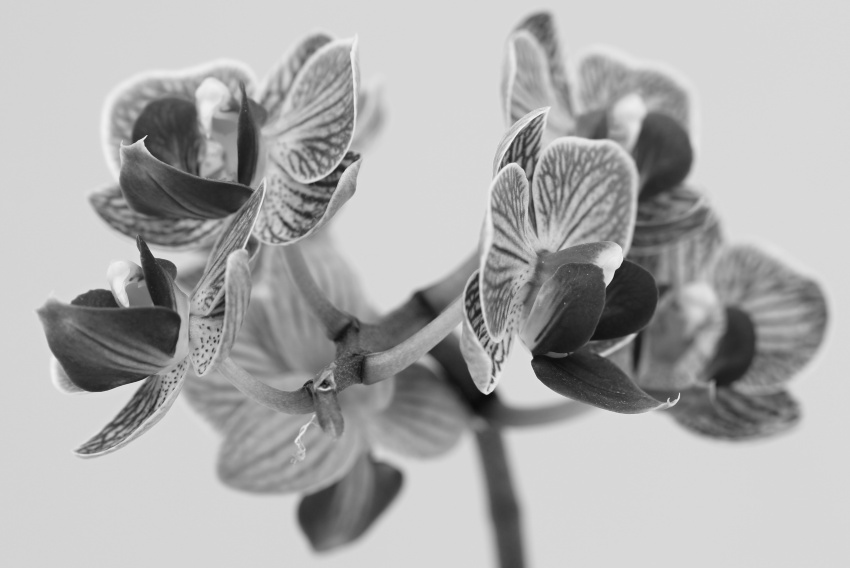 aJA ORCHIDEJ 4