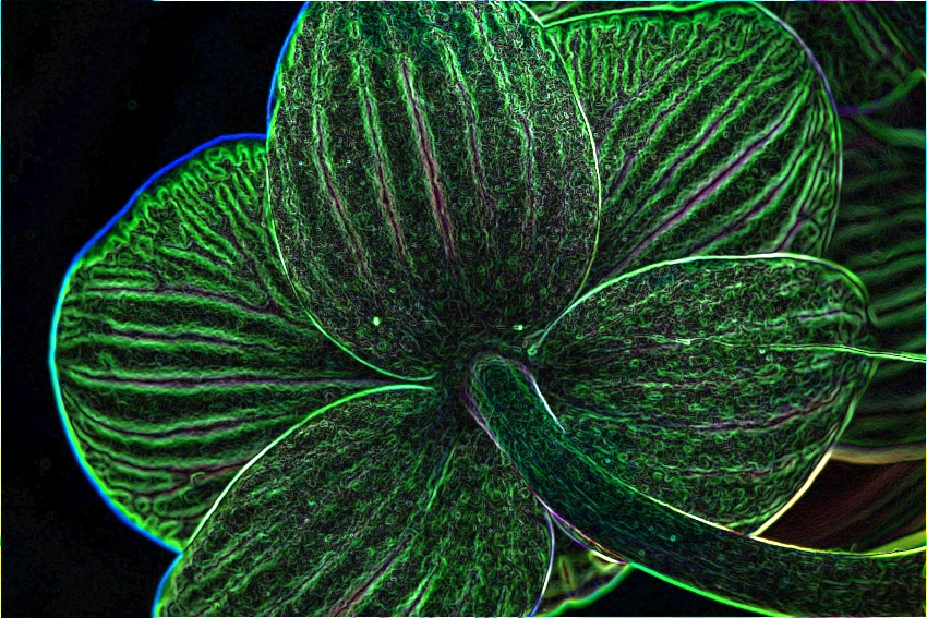 ESTER orchidej 4